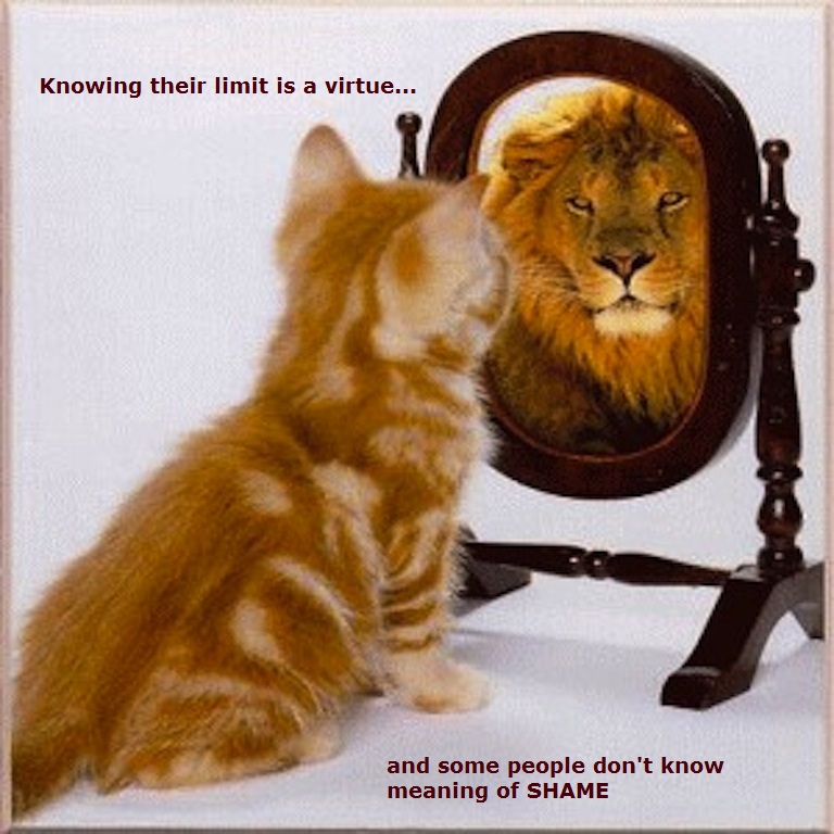 cat-sees-lion-mirror.jpg
