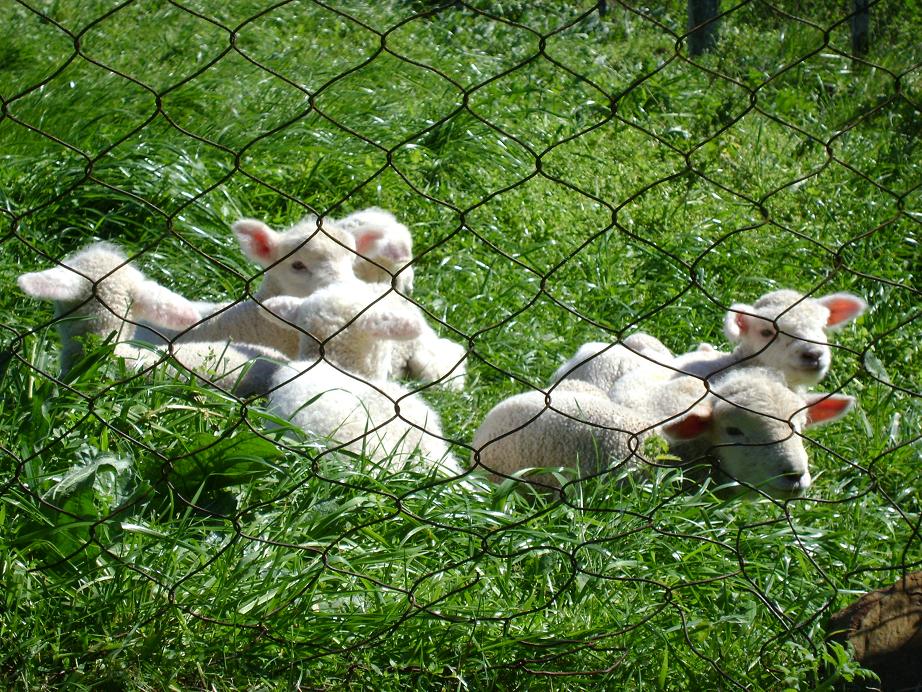 El milagro de la lluvia ...