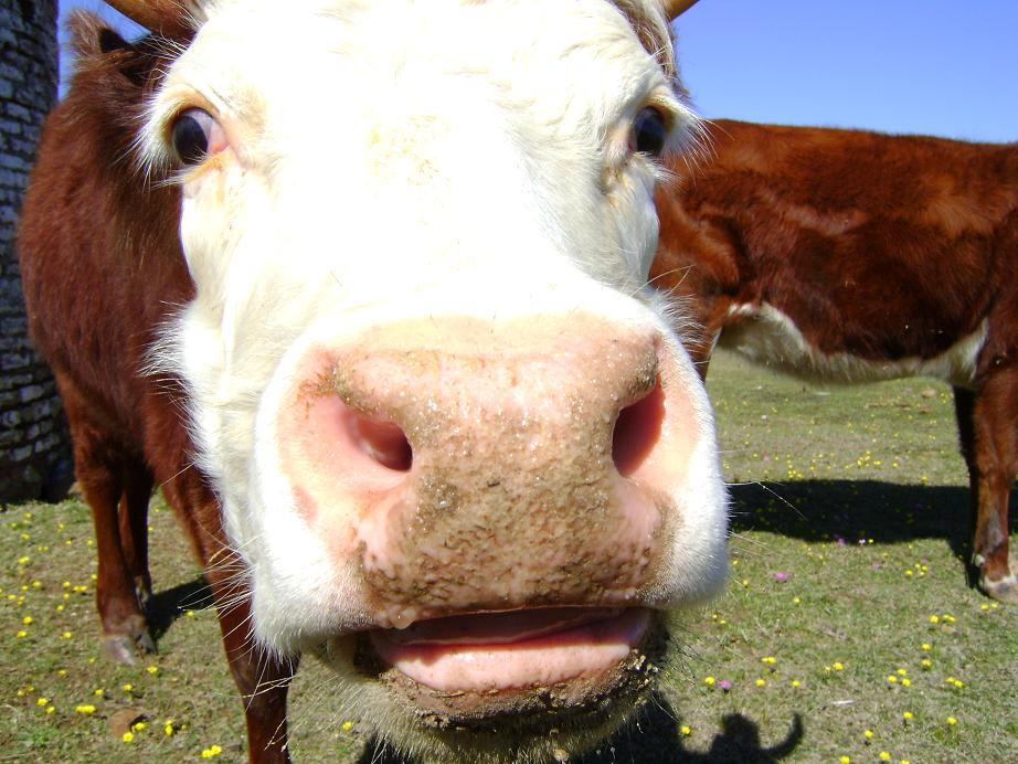 Curiosidad por la cámara